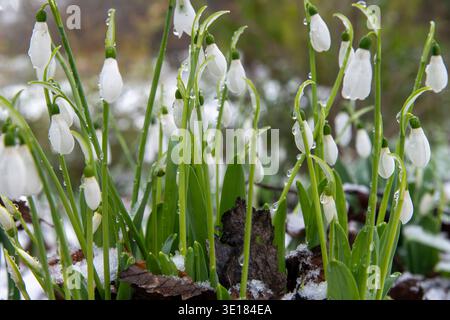 Primo piano dell'impianto di gocce di neve (Galanthus nivalis) con piccoli fiori bianchi a forma di campana in un ambiente innevato e piccole goccioline d'acqua scintillanti o rugiada Foto Stock