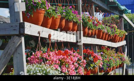 Vasi di fiori colorati appesi che decorano una cremagliera in legno in un centro giardino Foto Stock