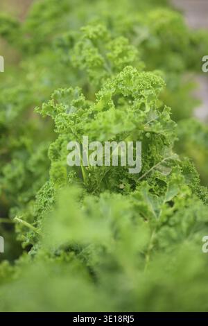 Foglie di cavolo riccio verde fresco nell'orto. Scatto verticale con messa a fuoco selettiva Foto Stock