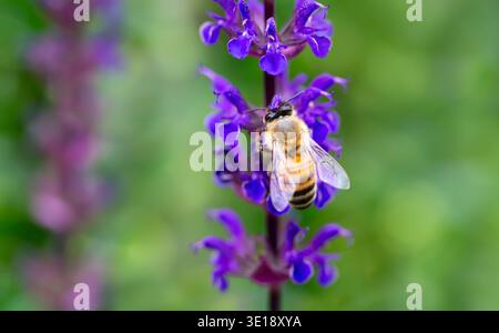 Api mellifere occidentali (Apis mellifera) che raccolgono nettare da un fiore di salvia viola in un giardino, Regno Unito. Foto Stock