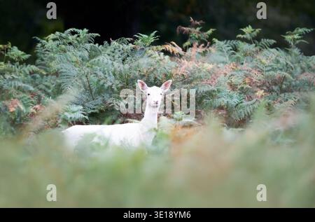 Un raro e puro cervo bianco (Dama dama) si erge vigile e curioso, parzialmente nascosto nelle vivaci felci verdi della foresta, nel Regno Unito. Foto Stock