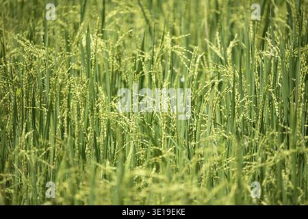 Infiorescenza a spikelet di riso. Primo piano dei semi di riso verde all'orecchio del risone. Bel campo di riso dorato e orecchie Foto Stock