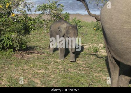 Elefanti indiani in habitat naturale. Elefante bambino con sua madre. elefante neonato con lanugine sulla testa Foto Stock