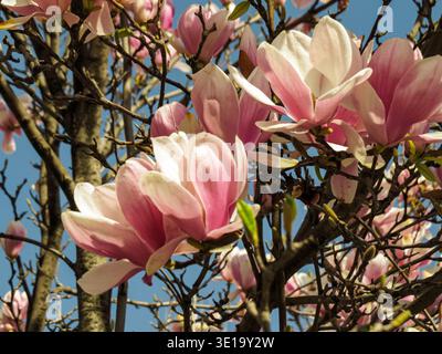 Fiori di magnolia rosa che fioriscono sui rami degli alberi contro il cielo blu primaverile. Foto Stock
