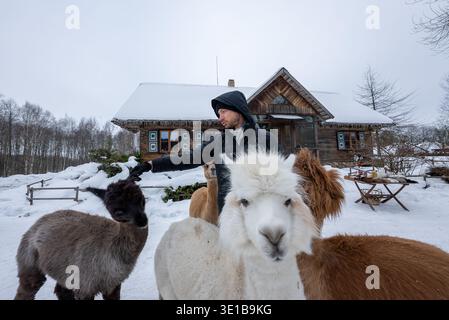 La persona nutre alpaca e lama con una capanna rustica innevata nel panorama invernale Foto Stock