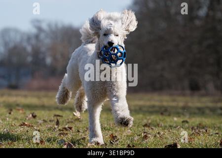 Giocoso barboncino bianco standard che corre attraverso l'erba con un giocattolo, saltando il cane in azione durante gli allenamenti all'aperto Foto Stock