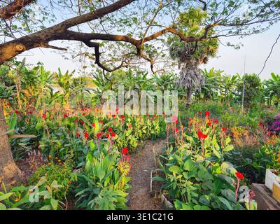 Kampong Cham, Cambogia, Asia, giardino tropicale pieno di lussureggiante vegetazione verde e vivaci gigli rossi di canna Foto Stock