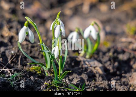 Fiori di neve fioriscono nel suolo primaverile. Primo piano di delicate gocce di neve bianche che emergono dal suolo scuro, simboleggiano l'inizio della primavera, rinnovamento Foto Stock