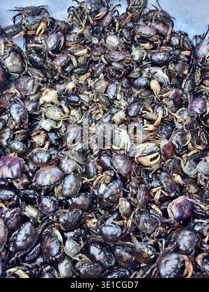 Granchi da campo di riso, che vengono spesso raccolti per uso culinario in varie cucine del sud-est asiatico, venduti nel mercato di strada della città vecchia di Phnom Penh Foto Stock