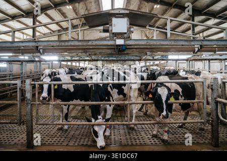 Una mandria di vacche Holstein riunite in un recinto con pavimento perforato antiscivolo. La foto evidenzia i sensori elettronici delle gambe, i sistemi di gate metallici, Foto Stock