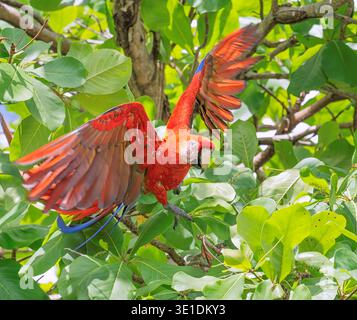 L'ara scarlatta (Ara macao) in volo, Parco Nazionale del Corcovado, Costa Rica Foto Stock