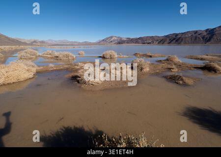 Un'ampia ripresa di un lago poco profondo in un paesaggio desertico sotto un cielo azzurro. Il lago è circondato da una macchia secca e da una vegetazione sparsa, con montagne Foto Stock