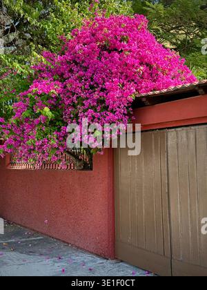 Bouganville fiorite, Merida, Yucatan, Messico Foto Stock