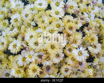 Vista completa di un denso gruppo di fiori giallo pallido del Crisantemo (mamme) che fioriscono in un giardino. Foto Stock