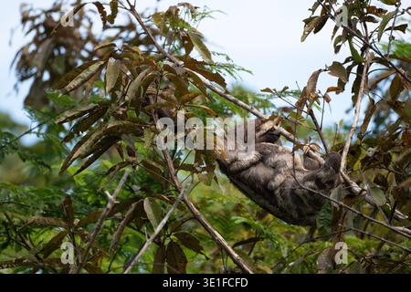 Sud America, Brasile, Amazzonia, foresta pluviale amazzonica, Rio delle Amazzoni, madre bradipo a tre dita e bambino nell'albero Foto Stock