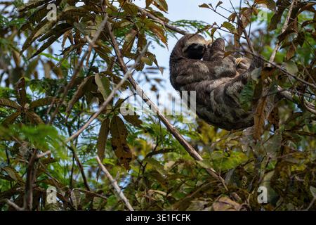Sud America, Brasile, Amazzonia, foresta pluviale amazzonica, Rio delle Amazzoni, madre bradipo a tre dita e bambino nell'albero Foto Stock