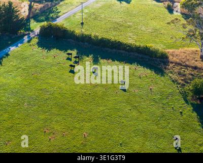 Una prospettiva aerea cattura una mandria di bovini che pascolano su un lussureggiante campo verde, con una strada rurale e lunghe ombre. Foto Stock