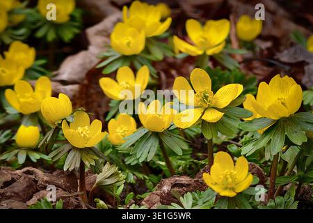 Winterlinge Eranthis hyemalis blühen auf einer Wiese a Chemnitz. SIE sind einer der ersten Frühlingsboten der oft schon ab February teilweise im Schnee leuchtend gelbe, becherförmige Blüten zeigt. Die 520 cm hohe, winterharte Knollenpflanze aus der Familie der Hahnenfussgewächse bevorzugt halbschattige Standorte unter Laubbäumen und verwildert leicht zu dichten Teppichen. Die Pflanze ist in allen Teilen hochgiftig. Chemnitz Sachsen Deutschland *** Aconites invernali Eranthis hyemalis fiorente su un prato a Chemnitz sono uno dei primi araldi di primavera, spesso mostrando giallo brillante, cup-sha Foto Stock