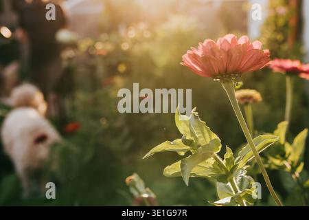 Le zinnie rosa brillano nella luce dorata del giardino sul retro durante il tramonto Foto Stock