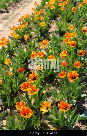 Tulipani arancioni immersi nel sole primaverile Foto Stock