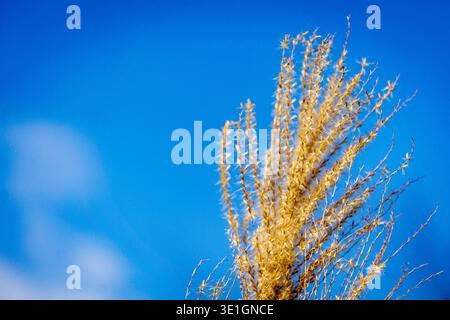 Vista minimalista dei gambi di erba selvatica dorata e secca contro un cielo blu profondo. Foto Stock