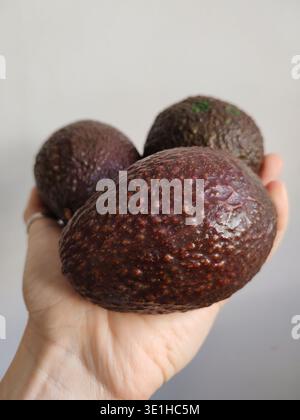 Tre primi piani di avocado maturo di Borgogna sulla mano di una donna Foto Stock