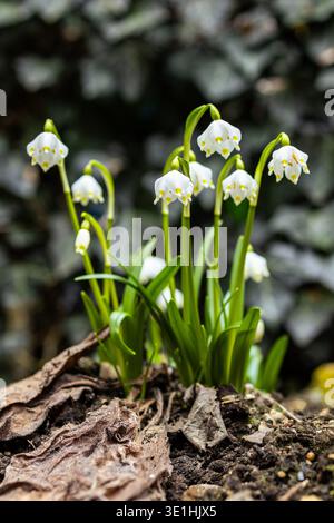 Uno scatto ravvicinato cattura un gruppo di delicati fiori di neve che emergono dalla terra. Gli immacolati petali bianchi contrastano splendidamente con il buio Foto Stock