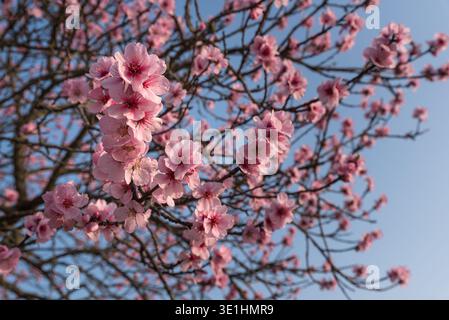Vista ravvicinata dei fiori di mandorle rosa (Prunus dulcis) all'inizio della primavera in Renania-Palatinato, Germania. Profondità di campo ridotta. Foto Stock