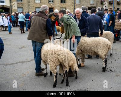 Le pecore di Masham giudicate sono in piedi con i gestori (animali da fattoria di lana lunga, pecore e arieti, gambe bianche nere) - Masham Sheep Fair, North Yorkshire Inghilterra Regno Unito. Foto Stock
