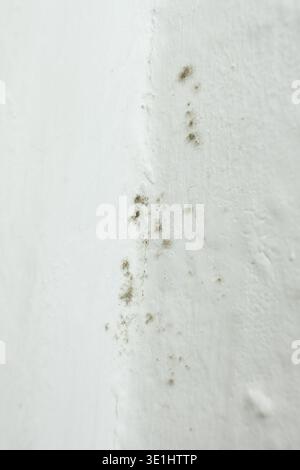 Muffa nera e muffa crescono sull'angolo bianco della parete Foto Stock