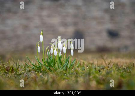 Gocce di neve comuni (Galanthus nivalis) che fioriscono all'inizio del giardino primaverile, delicati fiori bianchi che emergono dopo l'inverno. Foto Stock