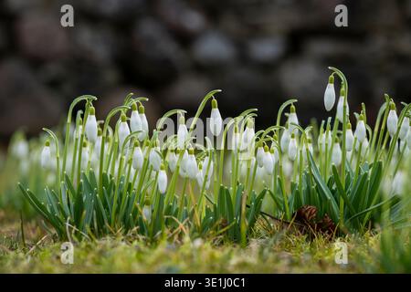 Gocce di neve comuni (Galanthus nivalis) che fioriscono all'inizio del giardino primaverile, delicati fiori bianchi che emergono dopo l'inverno. Foto Stock