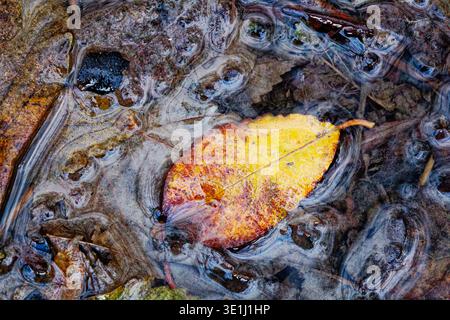 Una foglia marrone verde e dorata si trova sulla superficie di una pozzanghera boschiva d'acqua con foglie marroni sommerse sotto, Chesham Woods, Bury. Foto Stock