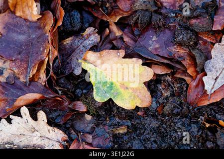 Una singola foglia di quercia conserva un po' di colore verde e giallo su un terreno boschivo autunnale circondato da foglie marroni umide e decadenti, Chesham Woods, Bury. Foto Stock