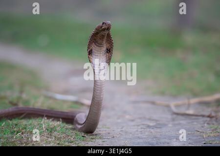Indian Spectacled Cobra serpente (velenoso) in un allarme e avvertimento position.in India. Foto Stock
