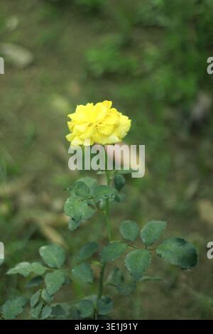 Fiore di rosa giallo che fiorisce su piante con foglie verdi in un ambiente naturale con sfondo morbido Foto Stock