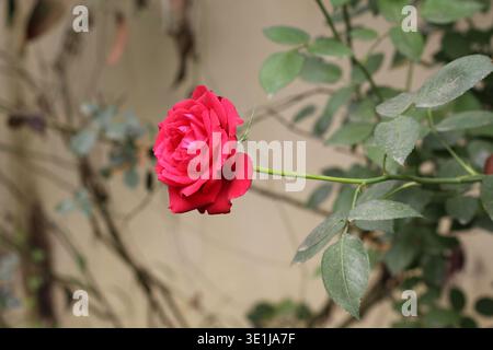 Primo piano di un singolo fiore di rosa rossa in fiore in un giardino con sfondo naturale Foto Stock