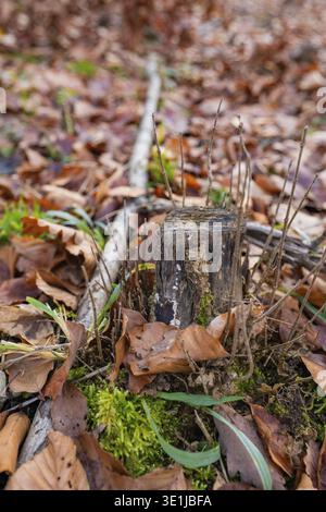 Un vecchio ceppo di alberi circondato da foglie morte e muschio verde sul fondo della foresta, progetto di compensazione dei pascoli forestali della Hermann Hessebahn, Gechinge Foto Stock