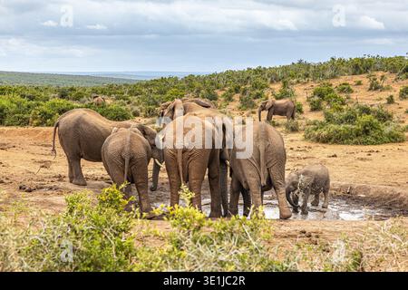Gli elefanti africani Foto Stock
