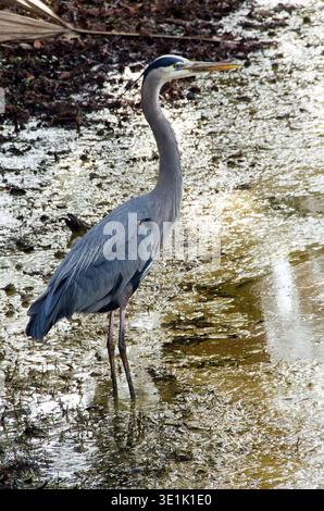 Il grande airone blu, simbolo della pazienza, si erge tranquillamente su un piatto di fango a Hilton Head Island, South Carolina. Foto Stock