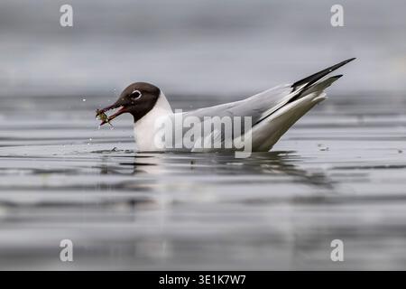 Spuntino di gabbiano dalla testa nera sul granchio Foto Stock