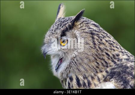 Gufo di aquila maculata (bubo africanus), Hagley, West Midlands, Inghilterra, Regno Unito Foto Stock