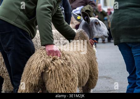 Pecora Leicester di fronte blu giudicata (maneggiatore, pecora di lana lunga e ariete da vicino, viso, etichetta auricolare) - Masham Sheep Fair, North Yorkshire Inghilterra Regno Unito. Foto Stock