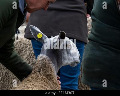 Pecora Leicester di fronte blu giudicata (gestore, stecche lunghe di pecora e montoni di lana, primo piano del viso, etichetta auricolare) - Masham Sheep Fair, North Yorkshire Inghilterra Regno Unito. Foto Stock