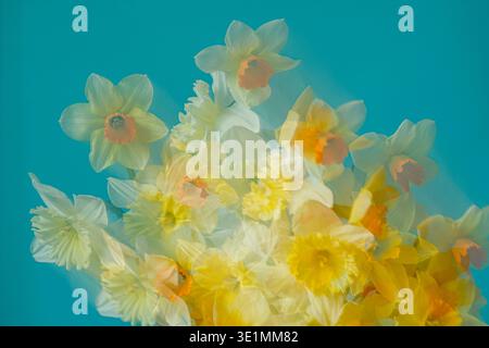 Foto da sogno di narcisi gialle e bianche su sfondo turchese. Il movimento intenzionale della fotocamera crea petali morbidi e a strati Foto Stock