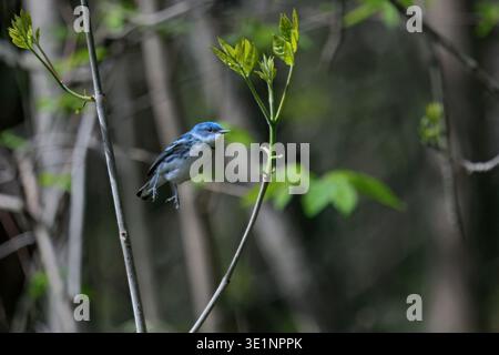 Ceruleo maschile (Setophaga cerulea) in nidificazione piumaggio catturato saltellando a mezz'aria al Montezuma National Wildlife Refuge, New York, USA. Foto Stock