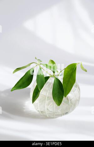 Vaso minimale in vetro e piante verdi con Soft Shadow Foto Stock