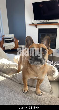 Curioso Bulldog francese in piedi su un divano in un salotto moderno, che guarda direttamente la macchina fotografica con luce naturale e accogliente stile di vita domestico Foto Stock