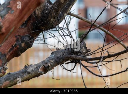 Rami di un albero infetto da una malattia Foto Stock