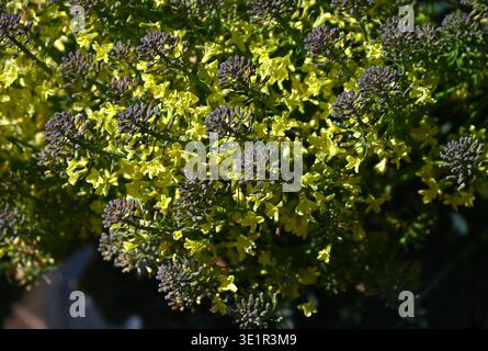 Fiori di broccoli. Ortaggi delle Brassicaceae. I broccoli sono una verdura verde e gialla sana ricca di vitamine e carotene. Foto Stock